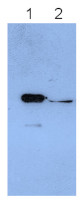 ANN-1 | Annexin-1 in the group Antibodies Plant/Algal / Environmental Stress / Oxidative stress at Agrisera AB (Antibodies for research) (AS18 4166)
